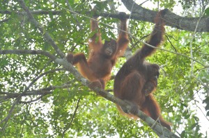 Trans Borneo Expedition 2014         